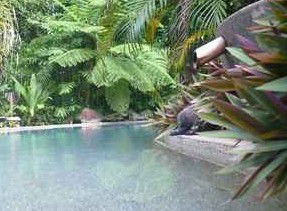 Daintree Rainforest Retreat Motel - Accommodation Adelaide 5