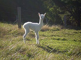 Jaspers Brush NSW Accommodation Adelaide