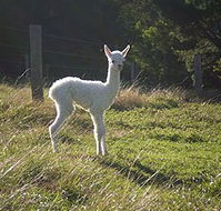 Jaspers Brush B And B - Accommodation Adelaide