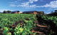 Watershed Premium Wines - thumb 1
