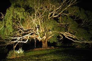 Adelaide Hills Country Cottages - The Nest - Accommodation Adelaide 4