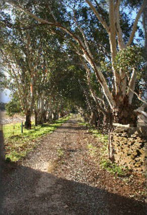 Peppertree - Mintaro - Accommodation Adelaide 6