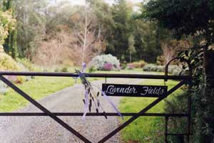Adelaide Hills Country Cottages - Lavender Fields - Accommodation Adelaide 3