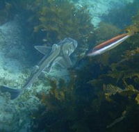 Honeymoon Bay - Accommodation Adelaide