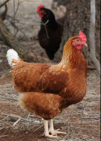 Elmore VIC Accommodation Adelaide