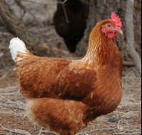 Avonmore Estate Biodynamic Winery - Accommodation Adelaide