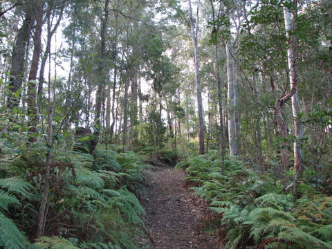 Maleny Country Cottages - Accommodation Adelaide 1