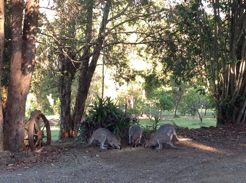 Maleny Country Cottages - Accommodation Adelaide 5
