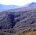 Callicoma Hill Eco-Cabins - Accommodation Adelaide