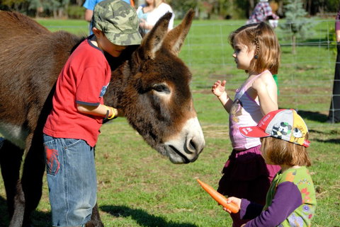 Diamond Forest Farm Stay - Accommodation Adelaide 3