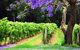 Bago Vineyards - thumb 0
