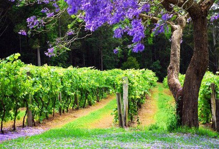 Bago Vineyards - Accommodation Adelaide 0