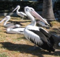 Christmas Cove Caravan Park - Accommodation Adelaide