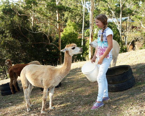 Wattle Gully Retreat - Accommodation Adelaide 5