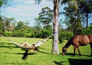 Neds Bed Horse O Tel - Accommodation Adelaide 0