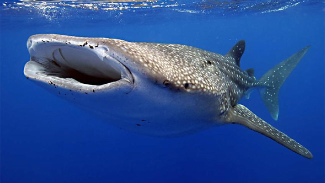 Exmouth Holiday Homes - Accommodation Adelaide