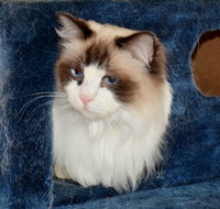 Crufts K9 Lodge amp Cat Hotel - Accommodation Adelaide