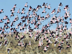 Copley SA Accommodation Adelaide