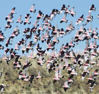 Copley Caravan amp Cabin Park - Accommodation Adelaide