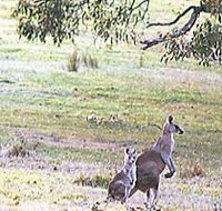Kangaroo Ridge Retreat - Accommodation Adelaide
