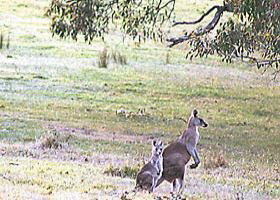 Kangaroo Ridge Retreat - Accommodation Adelaide 0