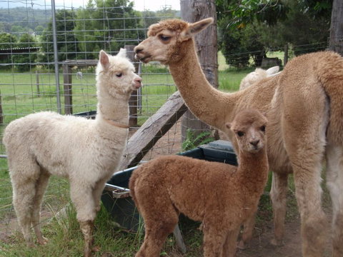 Fernridge Farm Cottage - Accommodation Adelaide 7