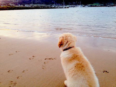 Saltwater Haven - Apollo Bay - Accommodation Adelaide 5