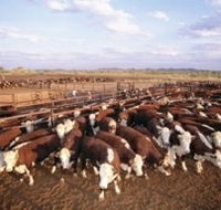 Bond Springs Outback Retreat - Accommodation Adelaide