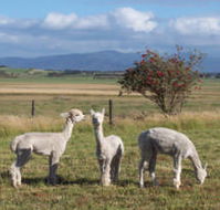 Promhills Cabins - Accommodation Adelaide