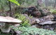 Myers Creek Cascades Luxury Cottages - thumb 23