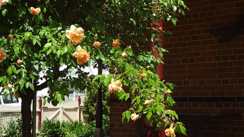 Carlyle House Rutherglen - Accommodation Adelaide 5
