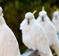 Aireys Inlet Getaway Resort - Accommodation Adelaide