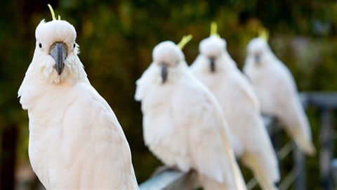 Aireys Inlet Getaway Resort - Accommodation Adelaide 0