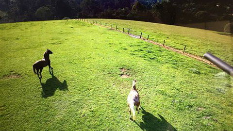Farm Accommodation - Accommodation Adelaide 4