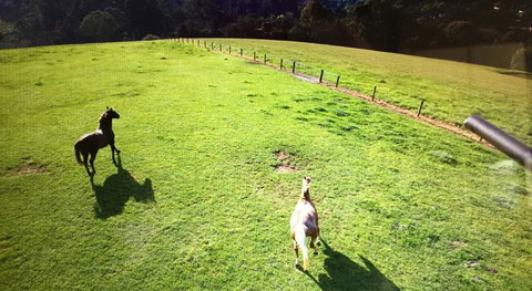 Farm Accommodation - Accommodation Adelaide 8