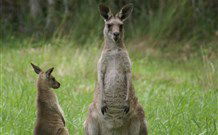 Michael's Clarence Valley Retreat - Accommodation Adelaide 7