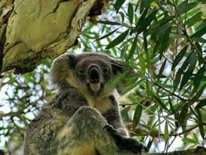Flynns Beach Caravan Park - Accommodation Adelaide 3