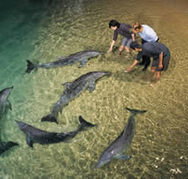 Tangalooma Wild Dolphin Resort - Accommodation Adelaide