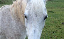 Eaglewood B And B And Farmstay - Accommodation Adelaide 0