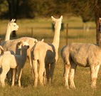 Waterfall Way Farmstay - Accommodation Adelaide