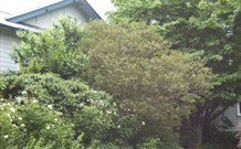 Tree Tops Guesthouse - Accommodation Adelaide 1