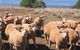 Dairy Flat Farm Holiday - thumb 3