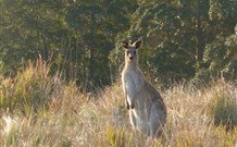 White Sands Cottage - Accommodation Adelaide 3