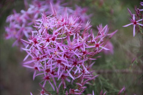Rakhi Retreat - Accommodation Adelaide 6
