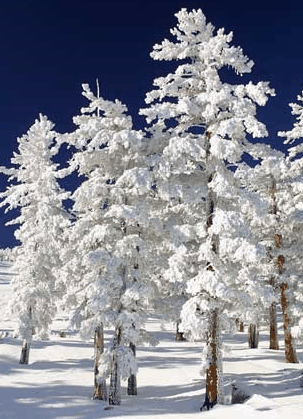 Mt Buller Apartment Management Services - Accommodation Adelaide