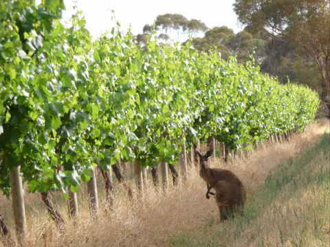 Angas Plains Wines Suites - Accommodation Adelaide 6
