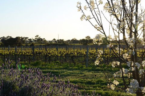 Angas Plains Wines Suites - Accommodation Adelaide 7