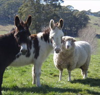 Avaleigh Elms Farmstay - Accommodation Adelaide