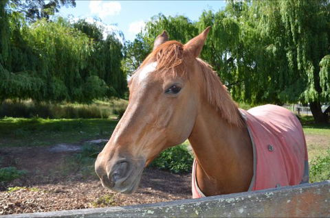 Hawthorn Lodge - Accommodation Adelaide 2