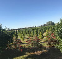 Rutherglen Christmas Trees Farm Stay - Accommodation Adelaide